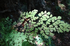 Adiantum raddianum